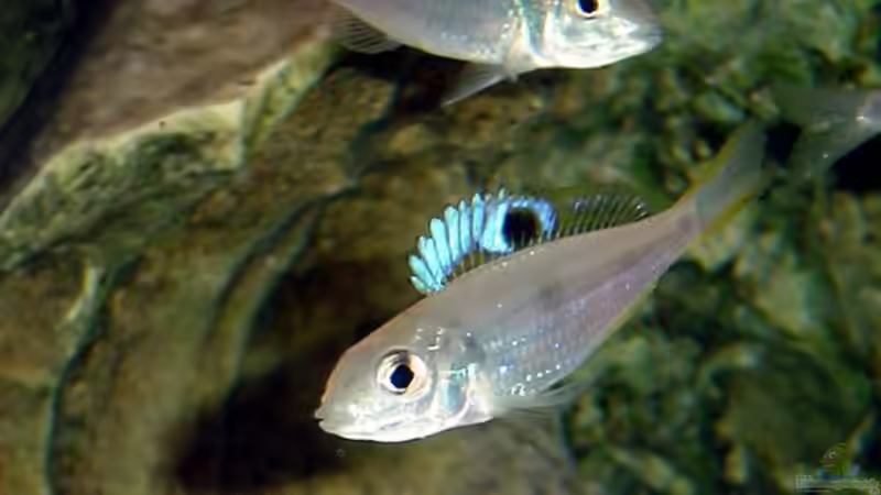 Ectodus descampsi im Aquarium halten (Einrichtungsbeispiele für Ectodus descampsi)