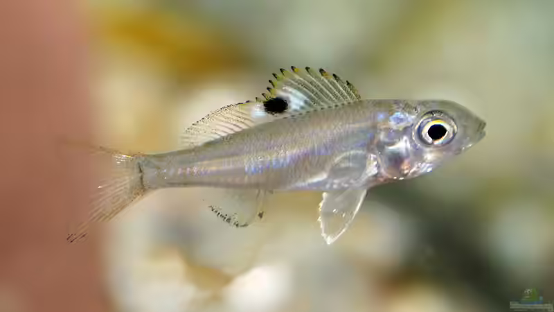 Ectodus descampsii ´Ndole bay´ - 1,5 cm großes Jungtier von ravaka (58)