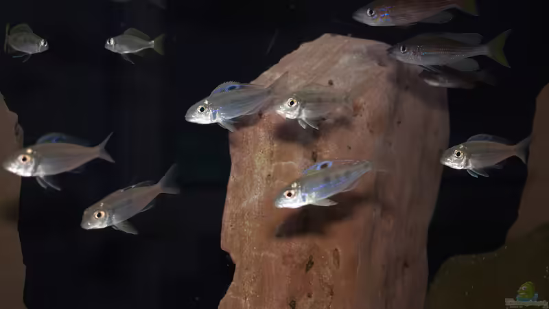 Ectodus descampsii ´Ndole bay´ von ravaka (61)