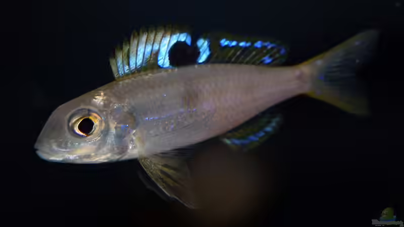 Ectodus descampsii ´Ndole bay´ von ravaka (62)