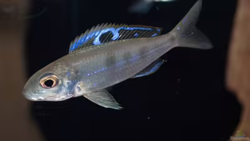 Ectodus descampsi im Aquarium halten (Einrichtungsbeispiele für Ectodus descampsi)