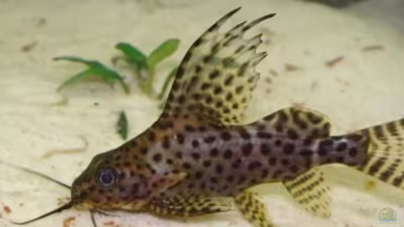 Eddie heißt er - der große Fiederbart von malawi74 (40)