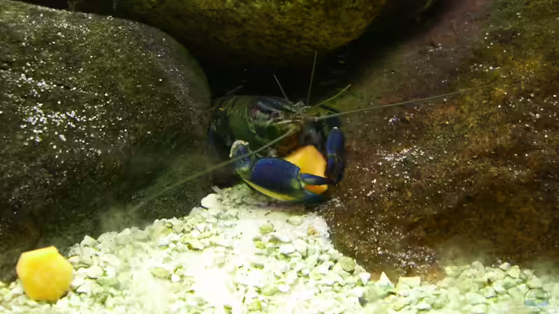 Edward ... endlich bekomme ich meine Möhre. von Thomas Saß (3)