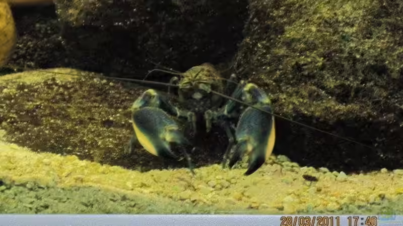 Edward hat Hunger von Thomas Saß (2)