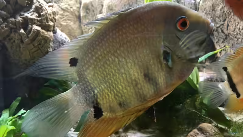 Efasciatus  von Dobermanfred (7)