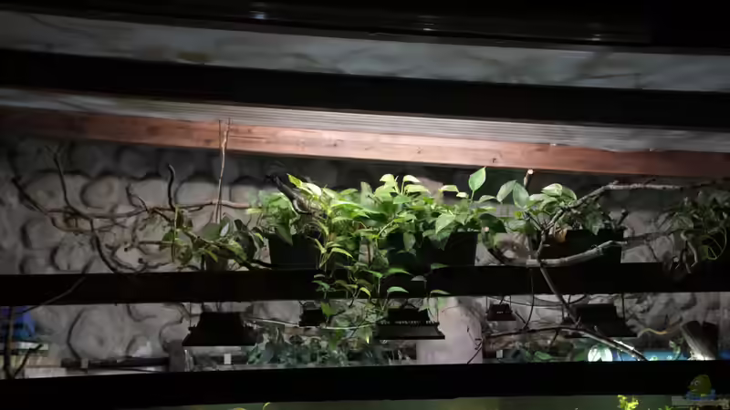 Efeutute - Epipremnum aureum von Kurt Osterhoff (22)