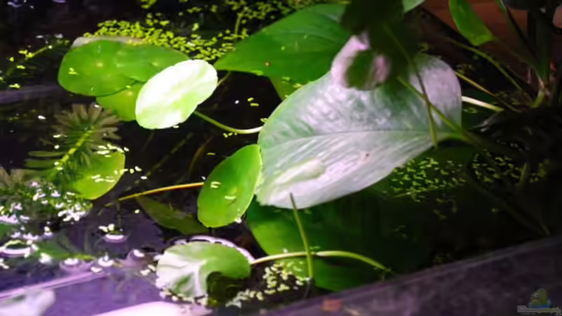 Efeutute,da das Becken offen ist lasse ich sei rein wachsen von holzmichel (8)