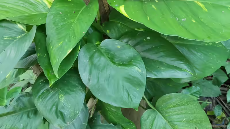 Efeutute richtig vermehren und im Aquarium und Terrarium einsetzen