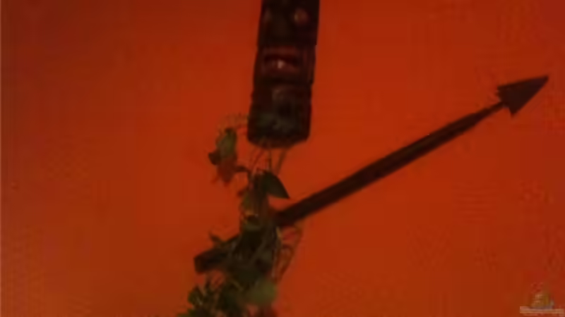 efeutute über dem becken mit afrikanicher maske und sperr von René Cremer (5)