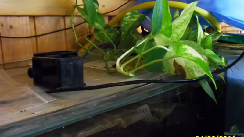 Efeutute über den kleinen Biofilter Wurzel im Wasser von Ulrich Sauerhering (27)