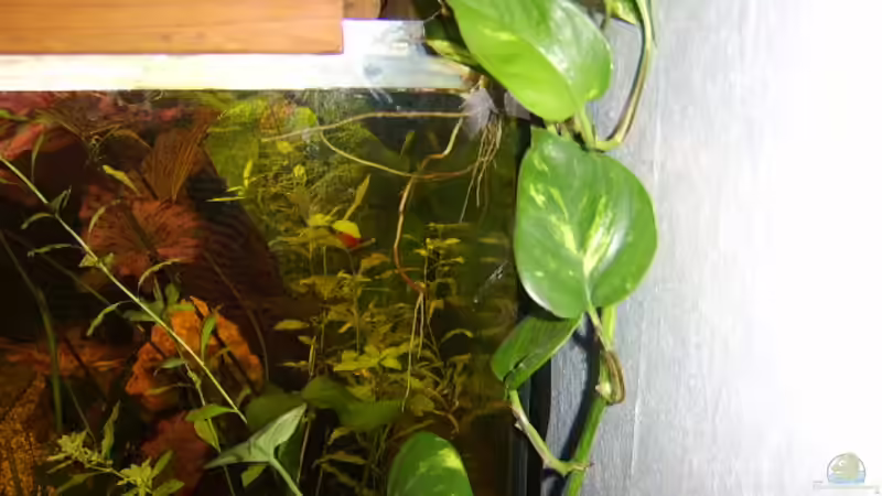 Efeutute von Butterblume (7)