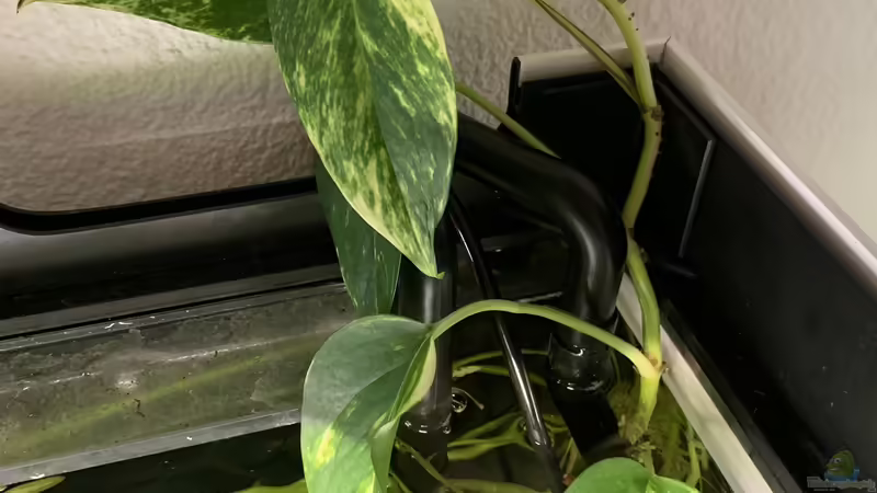 Efeutute von Fäbi_CH (22)