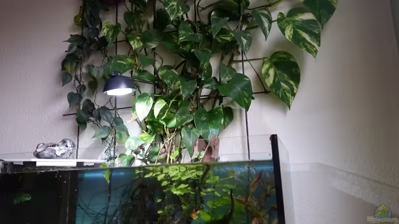 Efeutute von Gigi (3)