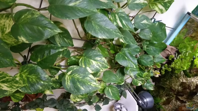 Efeutute von Gigi (9)