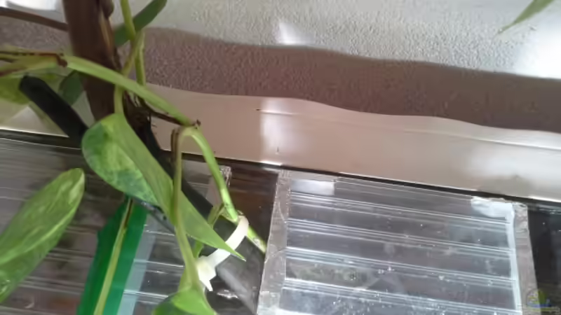 Efeutute von Markaroni (11)