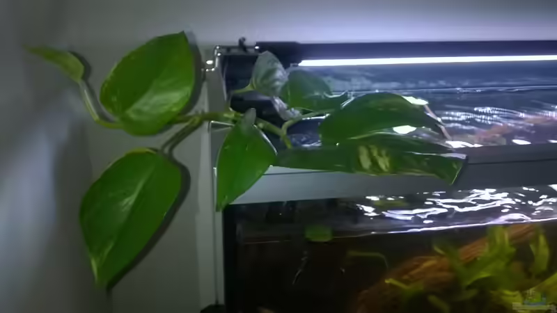 Efeutute von Silvio (8)