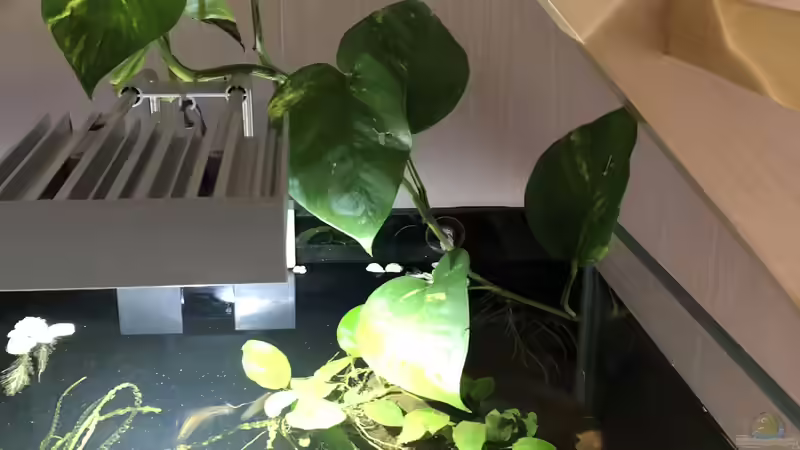 Efeutute wächst aus dem Becken von schroepse (13)