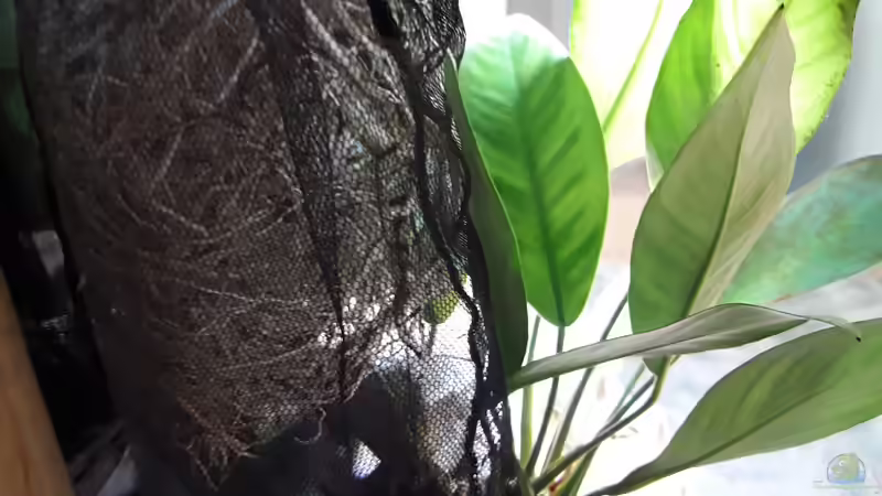 Efeutute Wurzelballen im Netz von Rob B (3)