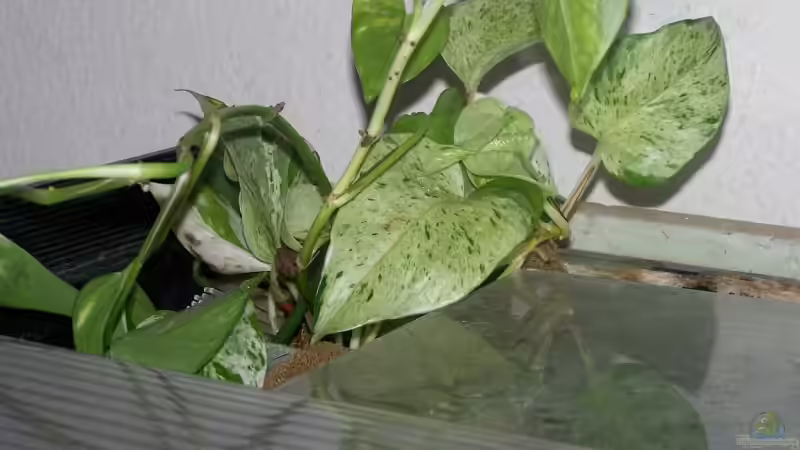 Efeututen im Rieselschacht von Klabuster (10)