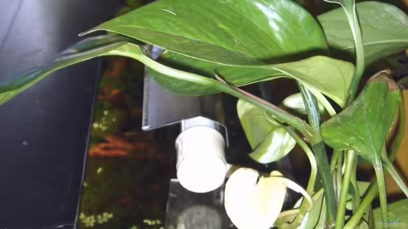 Efeututen Zimmerpflanzen die aus dem offenen Bereich herauswachsen von ray-78 (7)