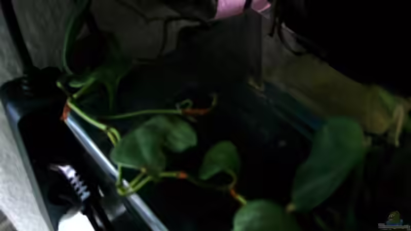 efeutute(wurzeln filtern das nitrat aus dem becken) von chrismalawifan (10)