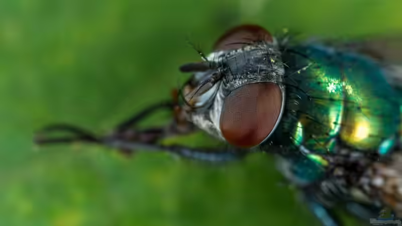 Effektive Strategien, um Fliegen langfristig aus Ihrem Zuhause zu verbannen