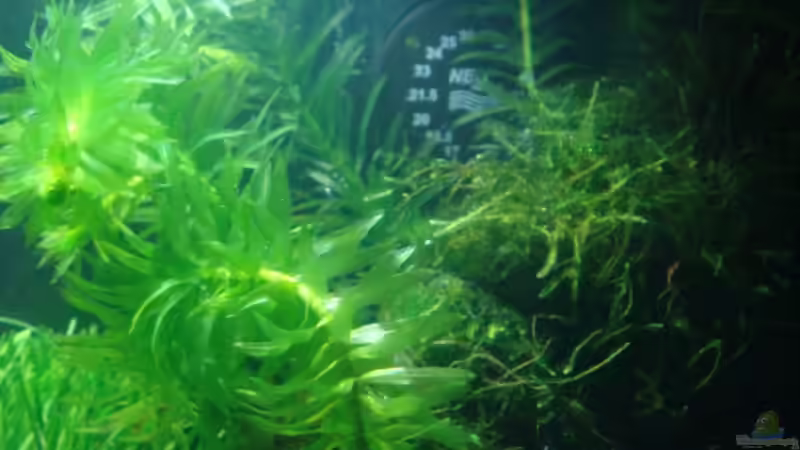 Egeria canadensis von Markus96 (7)