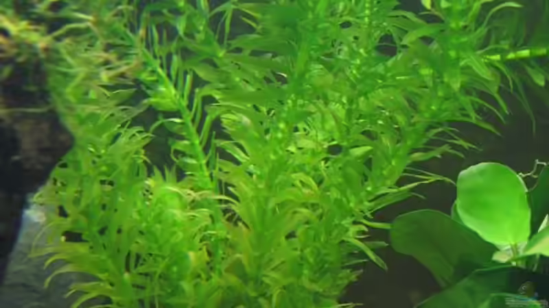 Egeria densa - Wasserpest von gestresster (Sven) (10)