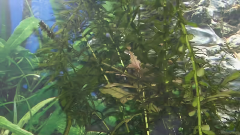 Egeria ´densa´ ( Froschbissgewächs ) von EO (14)