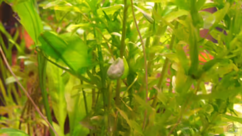 Egeria densa  von Natalie de Vries (11)