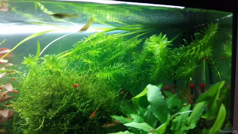 Egeria densa im Aquarium (Einrichtungsbeispiele mit Tropische Wasserpest)