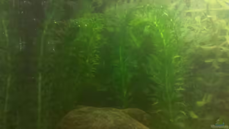 Egeria densa von De Millo (10)