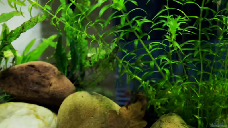 Egeria densa von die Perle... (8)