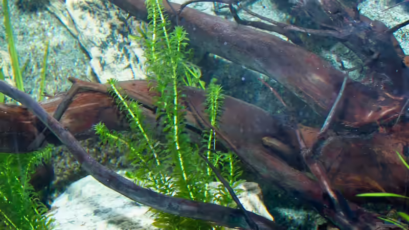 Egeria densa von GoreSlayer (37)