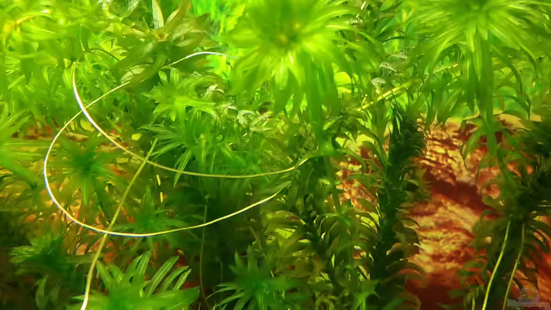 Egeria densa von Lily (19)