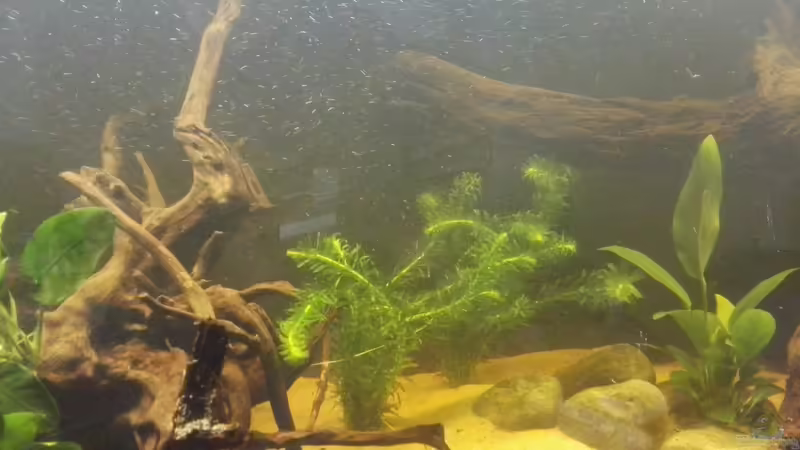 Egeria densa von Tom (7)