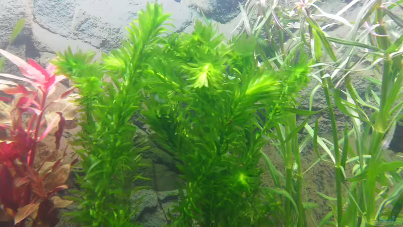 Egeria densa von Uwe M. (10)