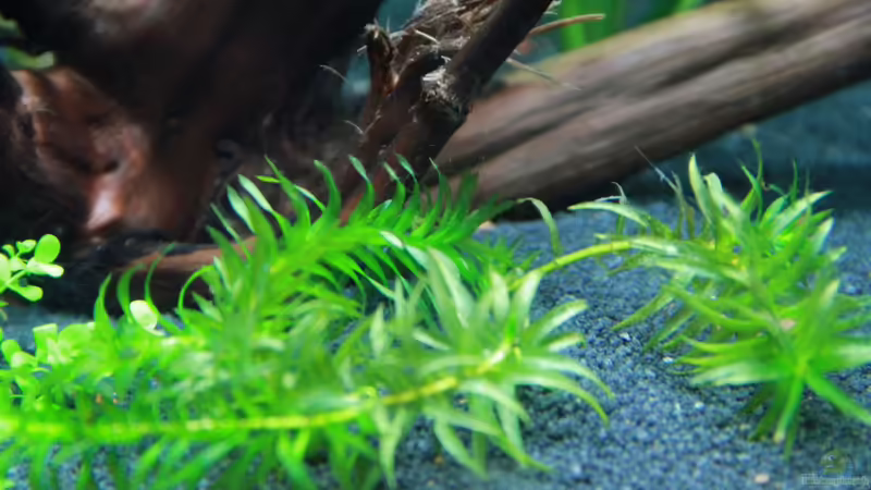 Egeria desa von tomsabi (3)