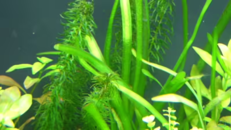 Egeria najas + Vallisneria von Alexander Eckel (8)