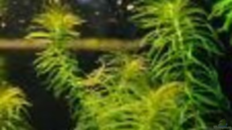 Egeria Najas von Katie Sandmann (3)