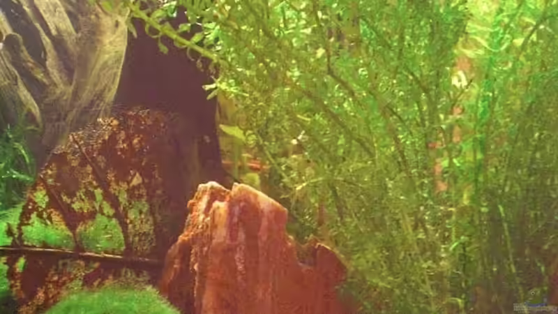 Egeria najas von Malawi TOM (21)