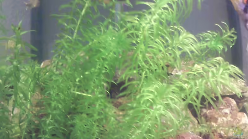 Egeria najas von Skalarfreak (8)