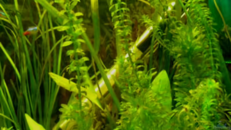 Egeria von DouDou (5)