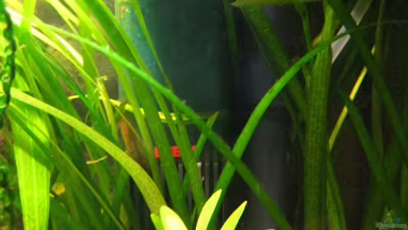 Eheim 2006 + Installations-Set 1/2 von André Martin (14)