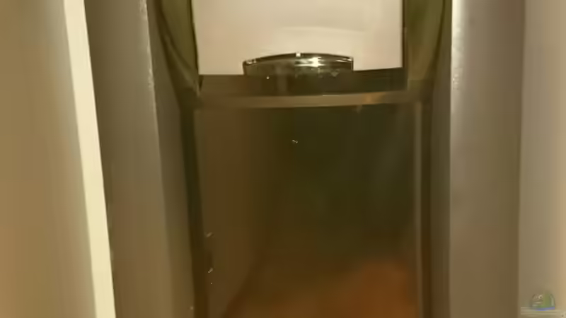 Eheim 2180 mit 55 Watt UVC im Bypass von Limited (6)