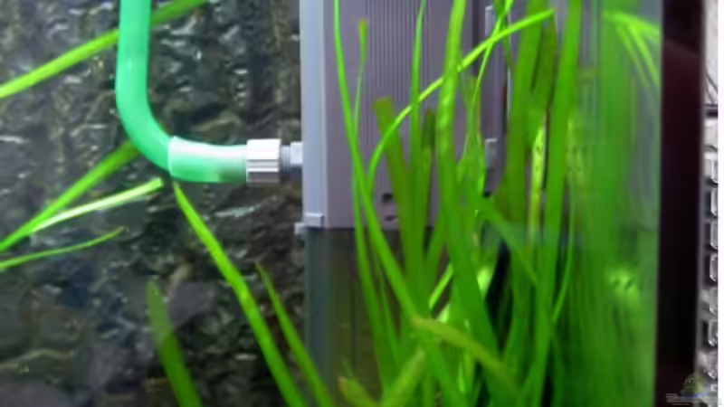 EHEIM 2252 Innenfilter mit Ausströmer und DroselVentil hinter Becken von Richard Lischka (5)