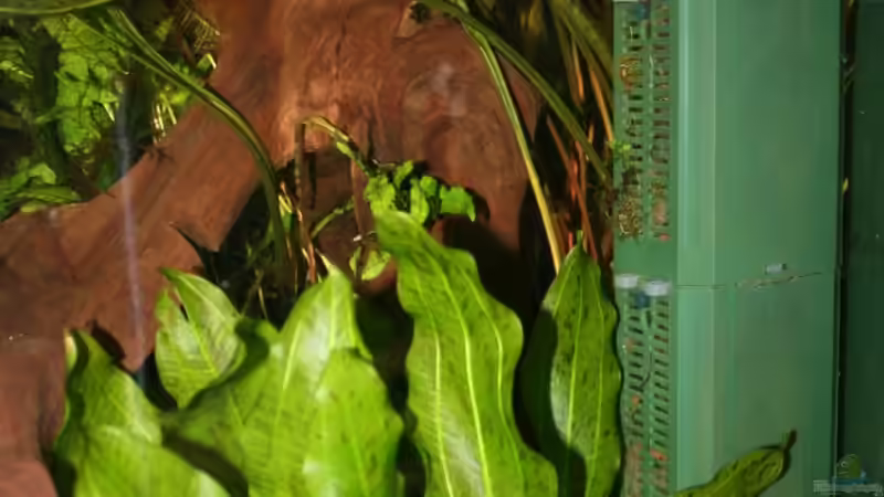 Eheim 2252 zur Schnellfilterung und Strömung von Minzi (29)