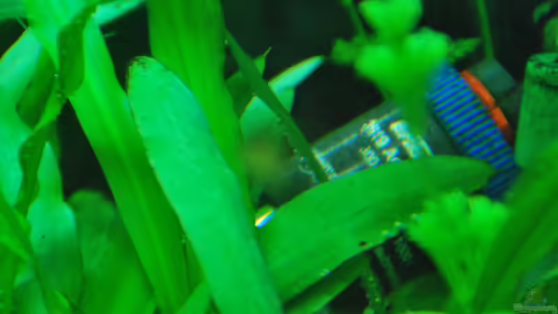 Eheim 319. 300 W von lomarraco (35)