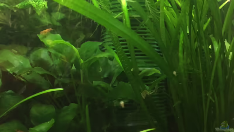 Eheim Aquaball 180 von Danny (22)