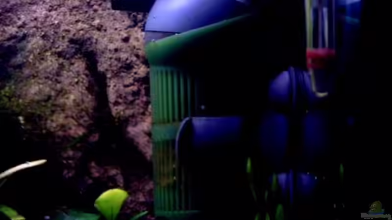 Eheim Aquaball 2208/ 480 Ltr./ h von Thomas Schmidt (24)